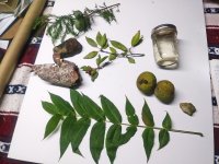 Items collected from nature for a science shoebox exchange