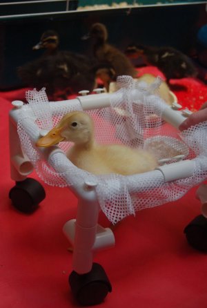 A duckling with a deformed leg.