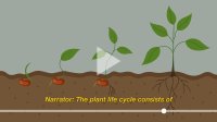 Seed grows to plant in science illustration with closed captioning.