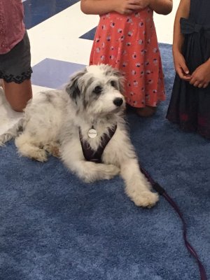 Boomer, a white and gray aussiedoodle, sits with children in a classroom