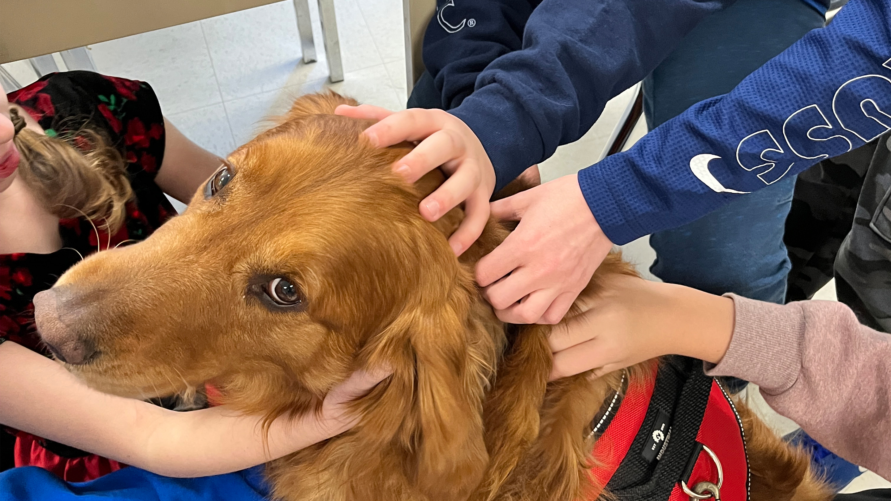 4 Legged SEL: How to Start a Therapy Dog Program in Elementary School |  Edutopia