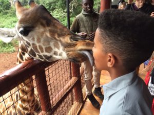 A giraffe licking the 12-year-old face of the author's son.