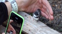 A closeup of a hand holding a green iPhone taking a photo of a small bird a foot away, standing on a piece of wood. 
