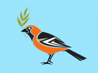 Illo of a Baltimore Oriole with an olive branch in its mouth