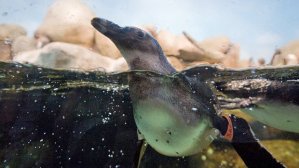 Close up of a penguin swimming in the museum enclosure