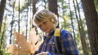 A young, blond boy in a blue, white, and black flannel button up shirt is standing outside, holding a big, dry, light brown leaf. Tall redwood trees are surrounding him on a sunny day.