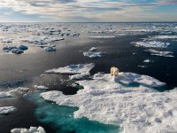 A polar bear is standing on a large area of snow above a large expanse of water.