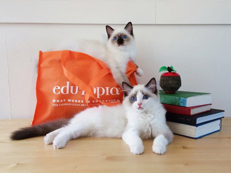 5-Minute Film Festival: The Best Cat Videos for Educators | Edutopia 5-Minute Film Festival: The Best Cat Videos for Educators | Edutopia