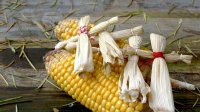 Corn husk dolls displayed on an ear of corn