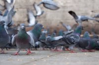 A flock of pigeons on a city sidewalk