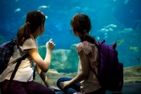 Two elementary school girls wearing backpacks, looking in a large tank at an aquarium