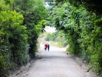 Three students are walking along a gravel road, with trees arching over from both sides.