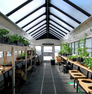 The inside of a bus turned into a greenhouse with bus seats removed and plant beds on both sides.