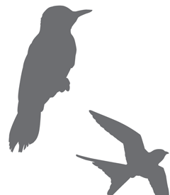 Silhouette of a crow and a sparrow