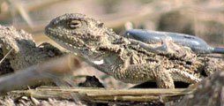 Horned toad with radio receiver attached