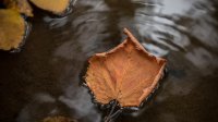 Leaf floating in the water