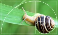A composite photo of a snail slithering on a blade of grass with the Fibonacci sequence overlaid on its shell