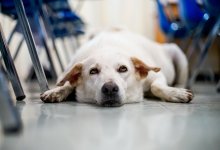A dog lying patiently on the floor in a classroom between rows of chairs