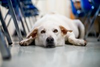 A dog lying patiently on the floor in a classroom between rows of chairs