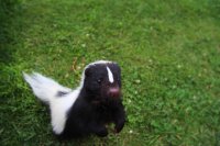 A skunk standing on its hind legs, looking at the camera curiously