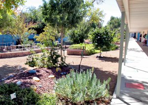 The garden with large planted areas with trees and shrubs and benches, parallel to the outdoor covered corridor leading into the classrooms