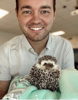 Classroom pet hedgehog