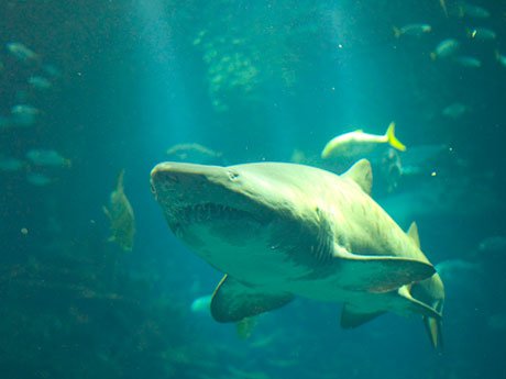 6 lessons from a 'Shark Tank' winner