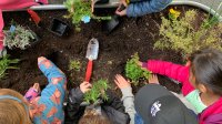 Elementary students planting an herb garden outside