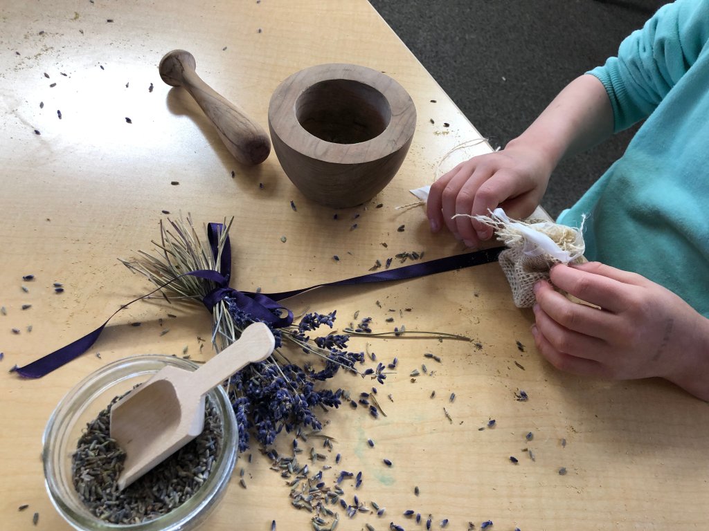 Student working with dried lavender