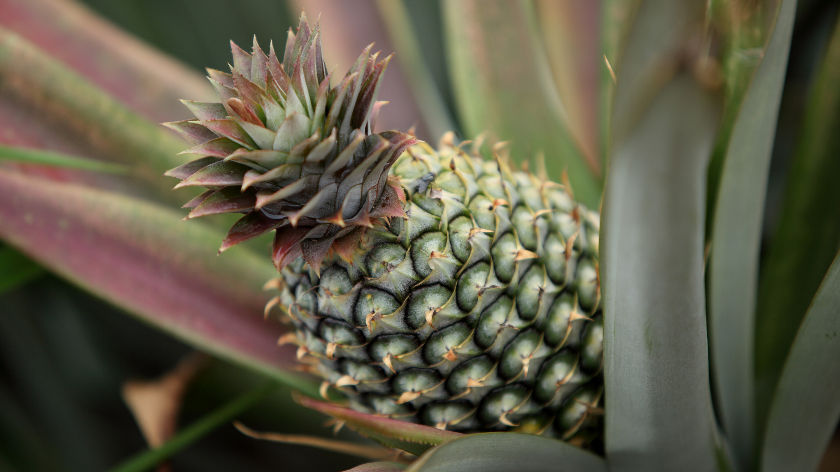 The Power of the Pineapple: Helping Kids Learn Self-Regulation