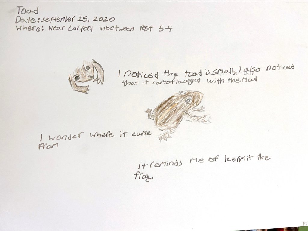 Example of a frog in a student's nature journal