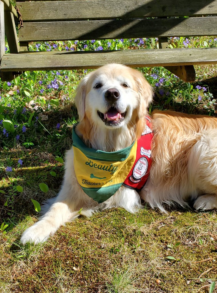 Therapy dog, Beauty