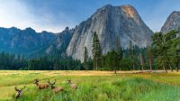 Yosemite National Park
