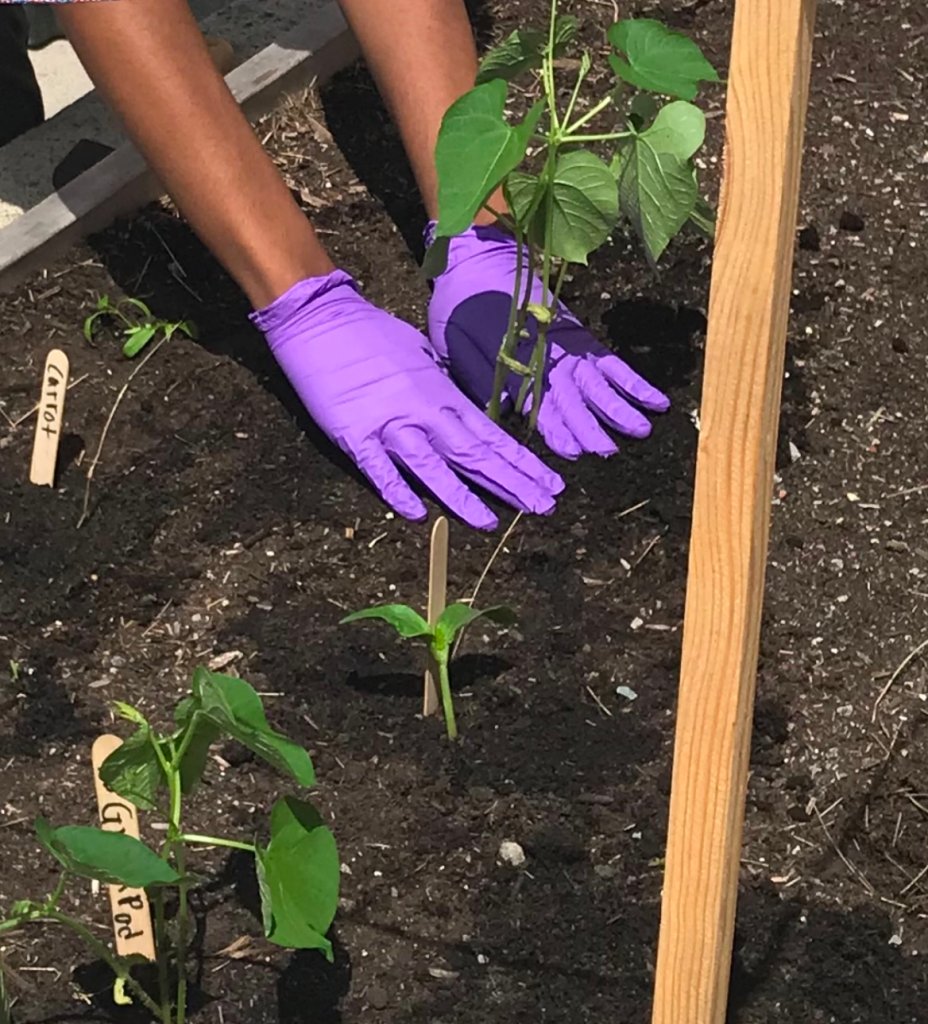 Student using gloves to press down plant roots in an outdoor garden bed
