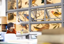 student looking out the window at scientific bird drawings