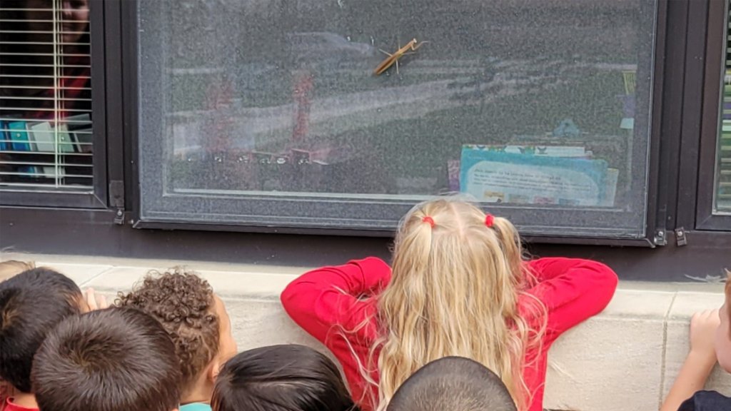 Student watching insect