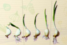 Collage illustration showing plant growth and sketches