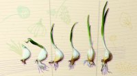 Collage illustration showing plant growth and sketches