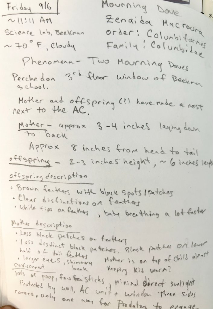 Mourning Dove text journal entry