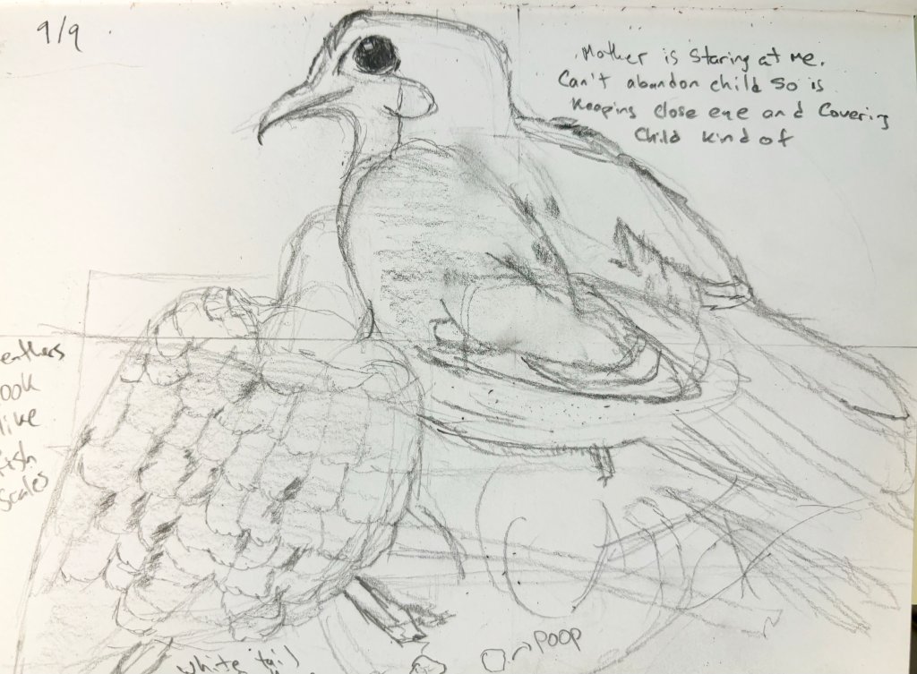 Mourning dove journal entry