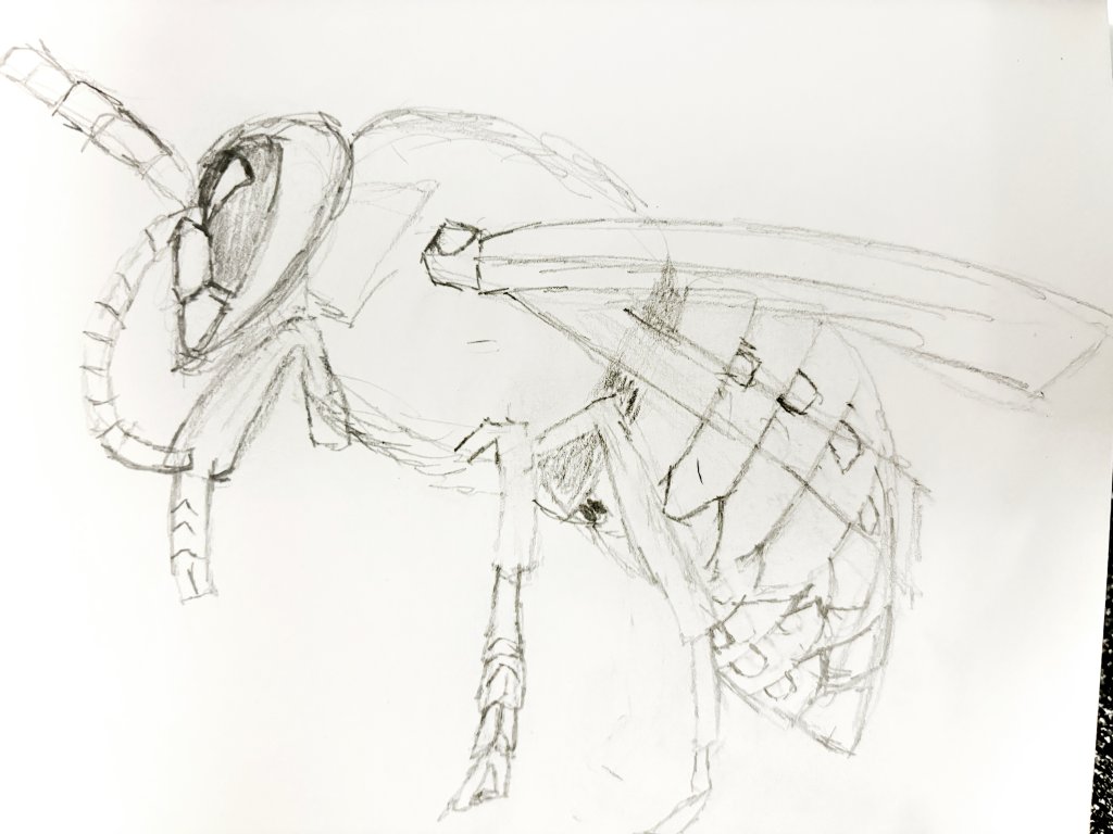 hornet journal entry