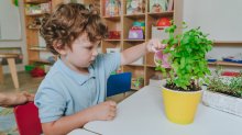 A photo of a preschool student watering a classroom plant.
