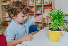 A photo of a preschool student watering a classroom plant.