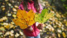 A close-up photo of an elementary student holding two fall leaves while outdoors.