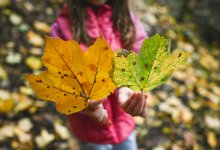 A close-up photo of an elementary student holding two fall leaves while outdoors.