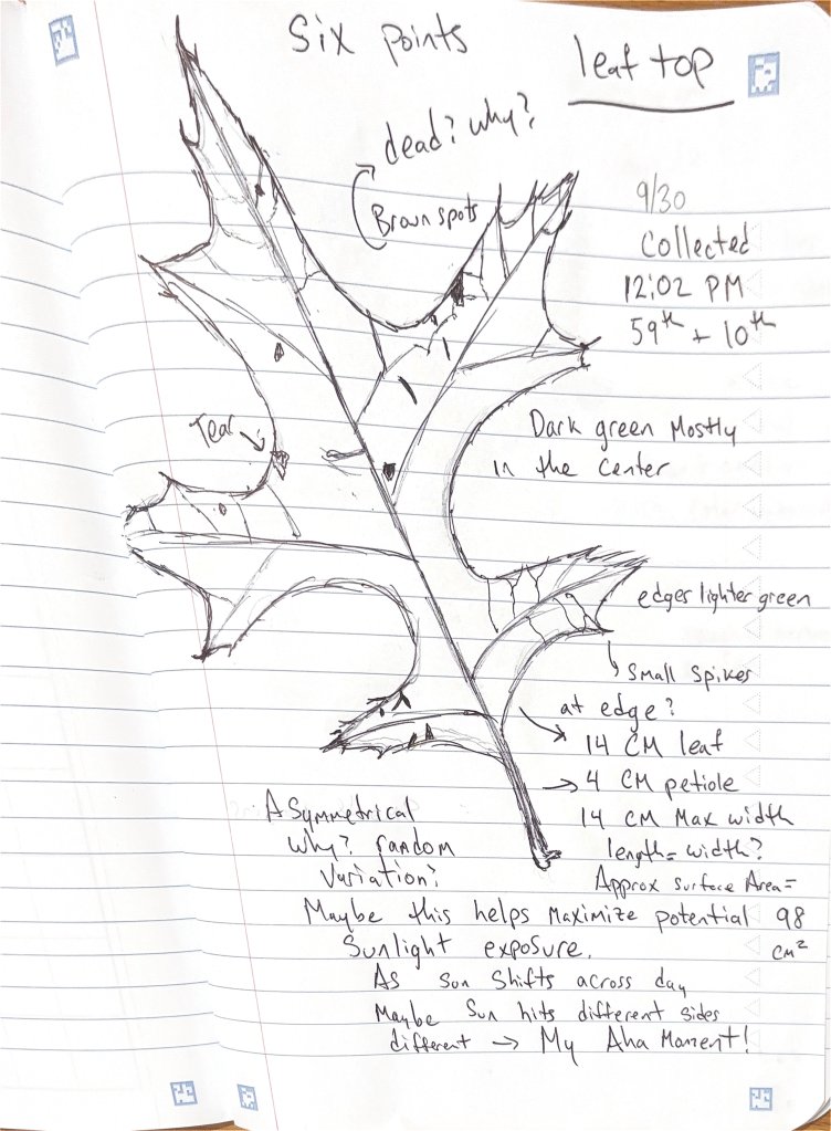 Student science journal page documenting a leaf sketch