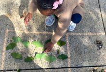 Elementary student counting leaves outside