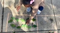 Elementary student counting leaves outside