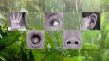 A collage showing an elementary student's hand, eye, ear, mouth, and nose on a background of spring rain falling on a plant.