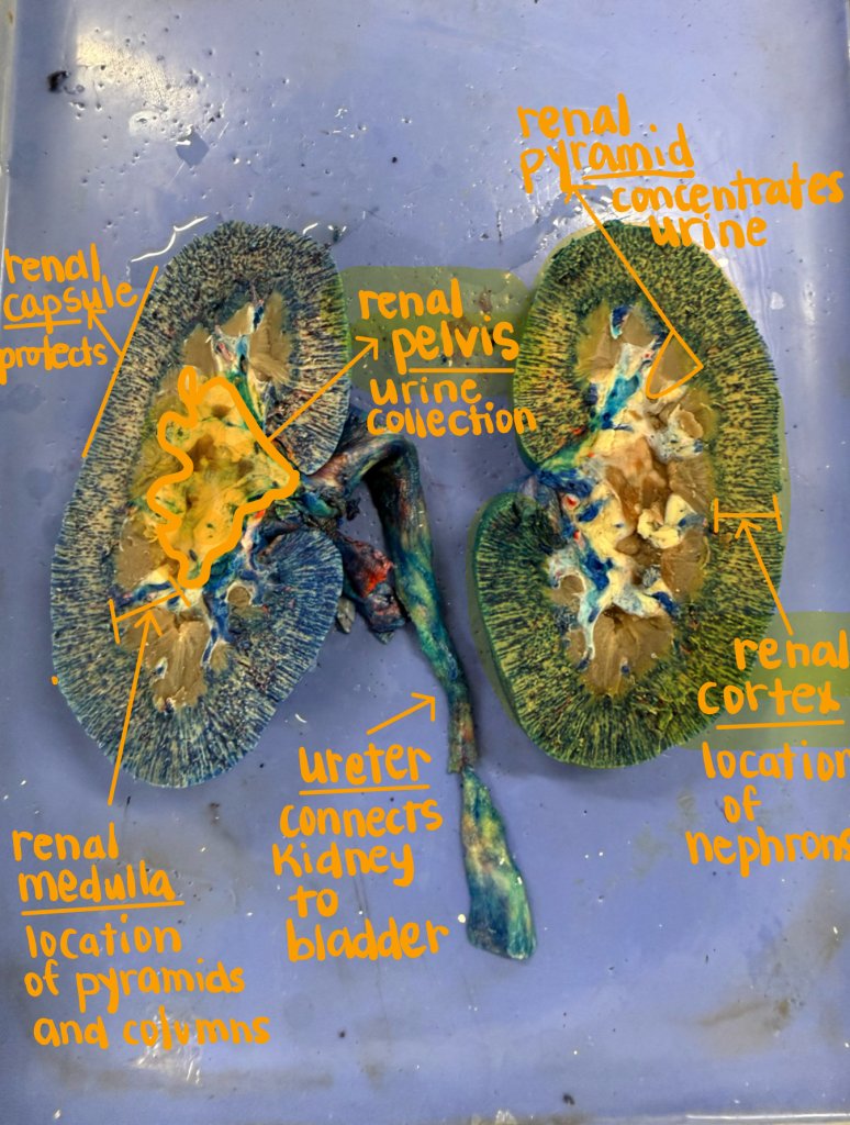 labeled kidney dissection image